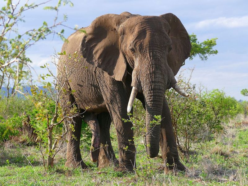 The Elephant on Mount Fuji – Part One – The&nbsp;Elephant